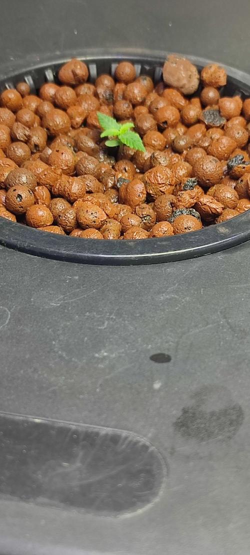 Frosted guava vs Lemon Cherry Gelato. Week 1