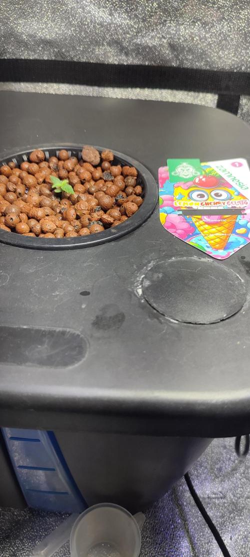 Frosted guava vs Lemon Cherry Gelato. Week 1