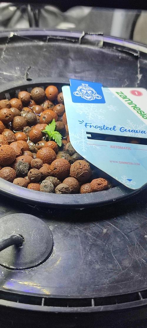 Frosted guava vs Lemon Cherry Gelato. Week 1