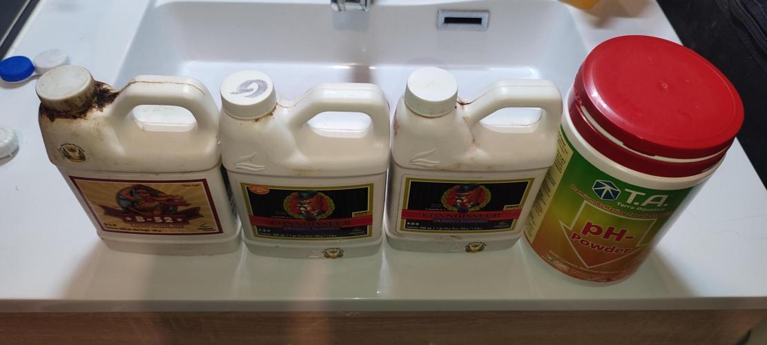 Frosted guava vs Lemon Cherry Gelato. Week 1