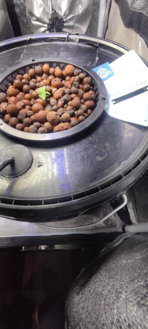 Frosted guava vs Lemon Cherry Gelato. Week 1