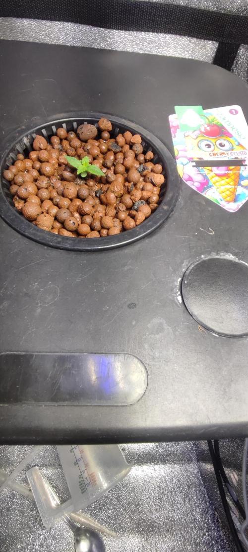 Frosted guava vs Lemon Cherry Gelato. Week 1