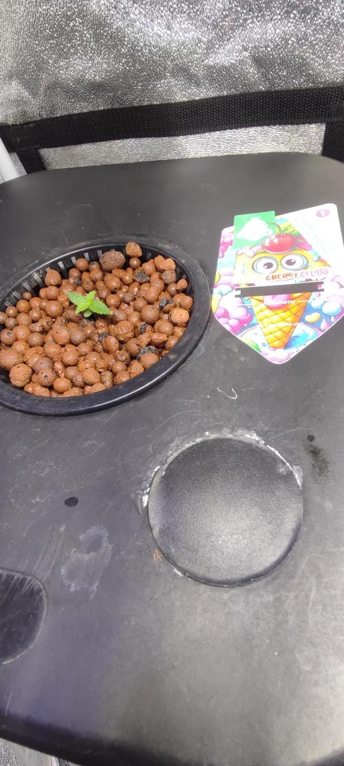 Frosted guava vs Lemon Cherry Gelato. Week 1