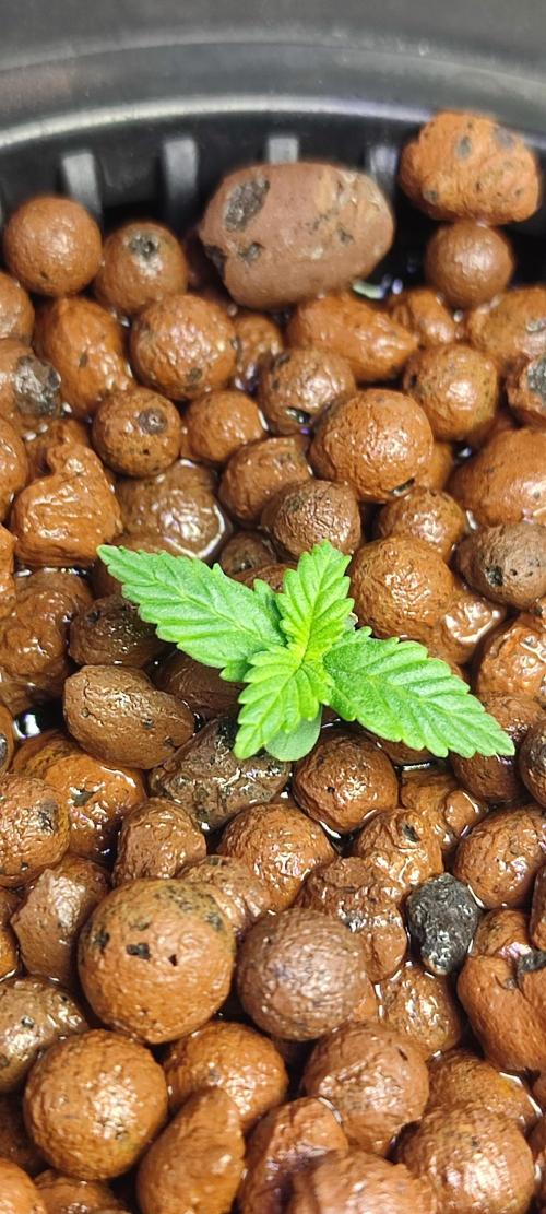 Frosted guava vs Lemon Cherry Gelato. Week 1