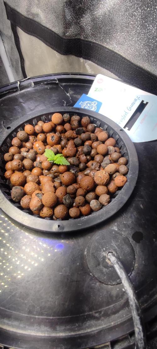 Frosted guava vs Lemon Cherry Gelato. Week 1