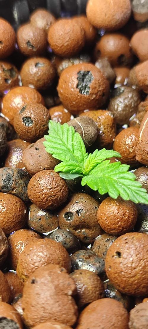 Frosted guava vs Lemon Cherry Gelato. Week 1