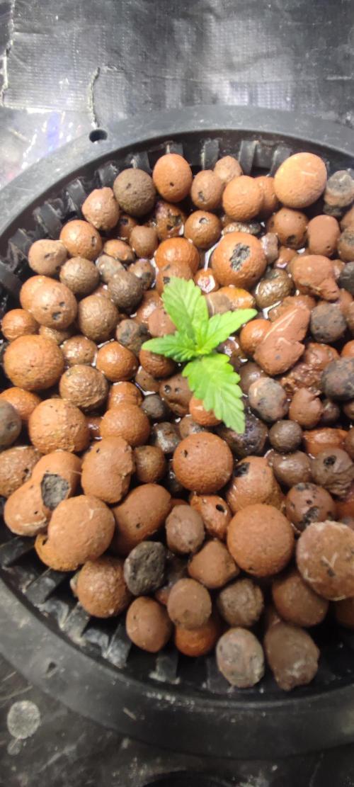 Frosted guava vs Lemon Cherry Gelato. Week 1