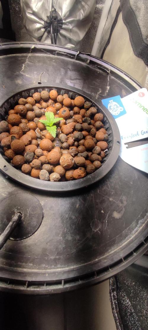 Frosted guava vs Lemon Cherry Gelato. Week 1