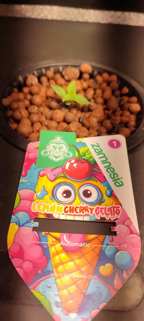 Frosted guava vs Lemon Cherry Gelato. Week 1