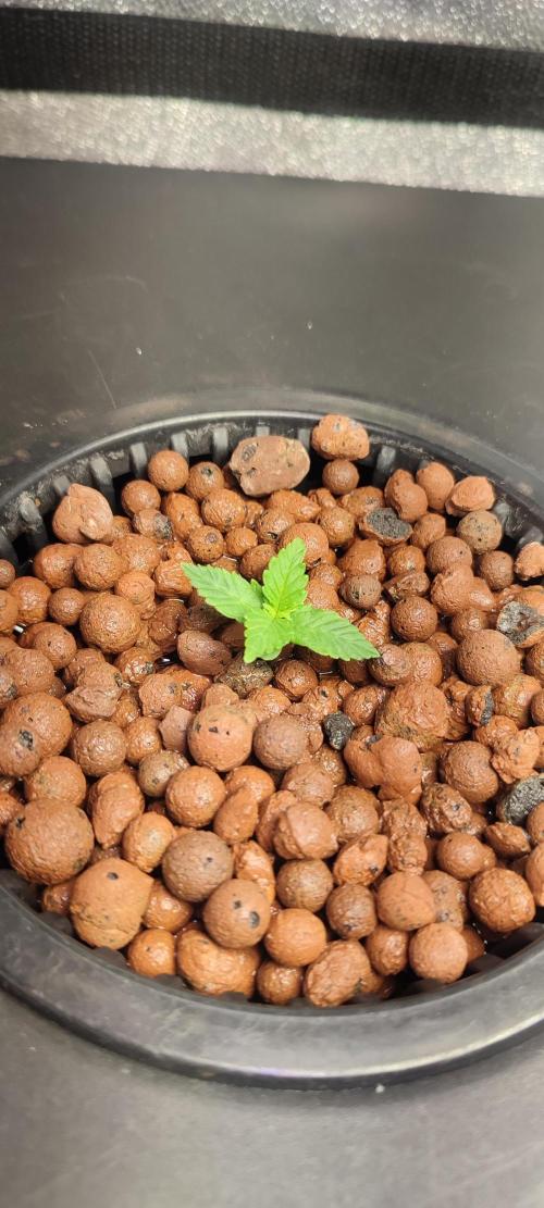 Frosted guava vs Lemon Cherry Gelato. Week 1