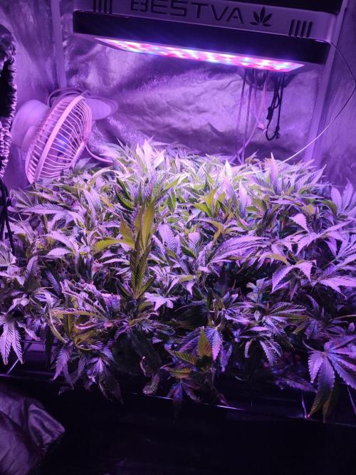 Auto Divine Rapier hydroponics. Week 11