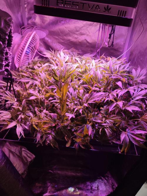 Auto Divine Rapier hydroponics. Week 11