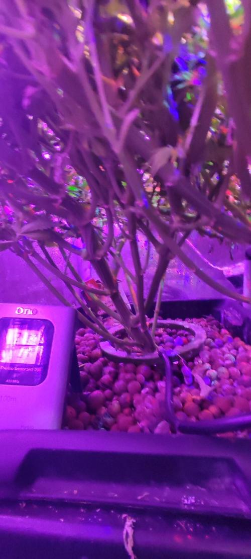 GMO cookies zamnesia hydroponics. Week 11