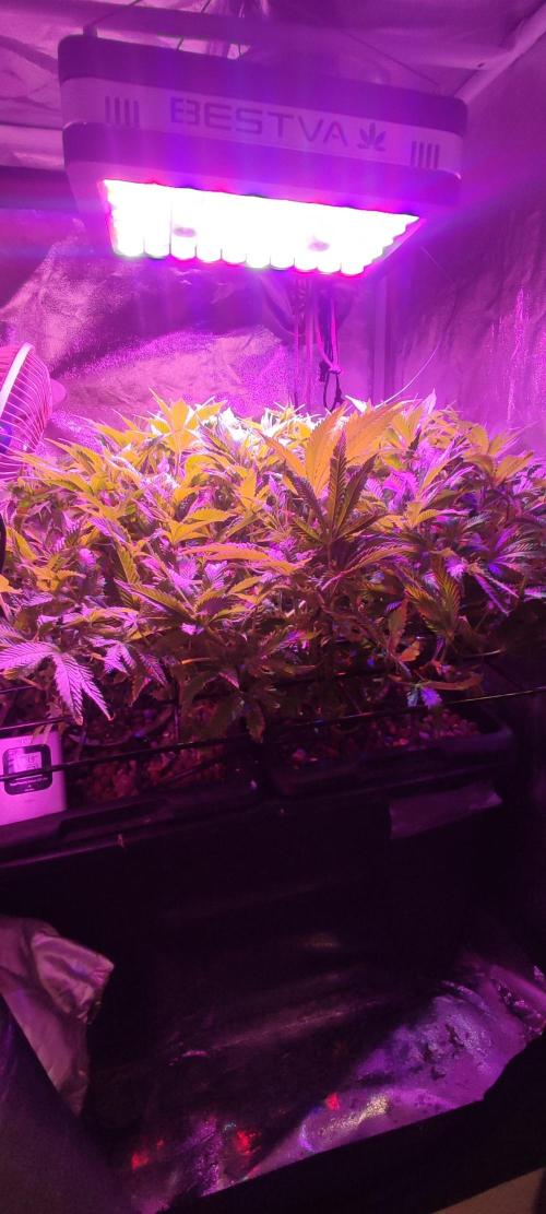 GMO cookies zamnesia hydroponics. Week 11