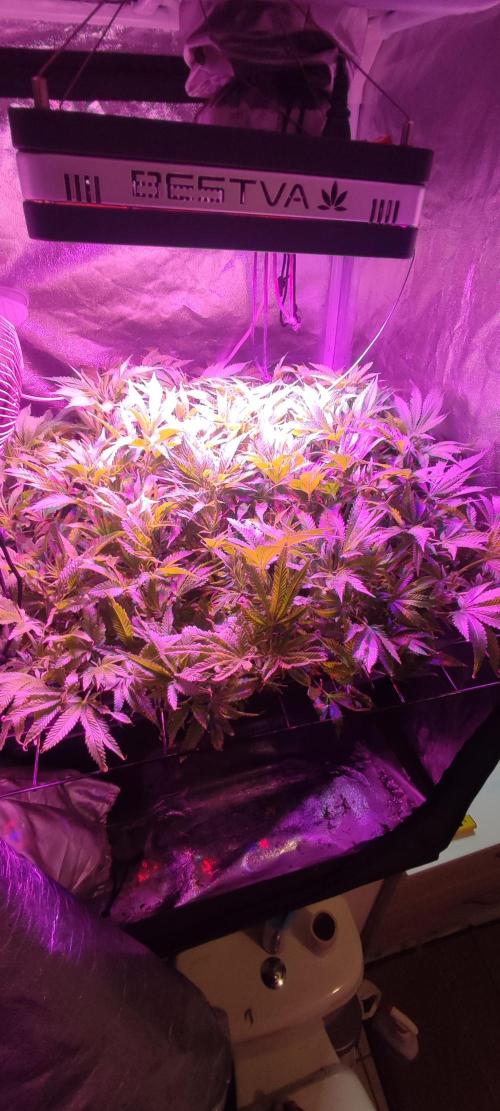 GMO cookies zamnesia hydroponics. Week 11