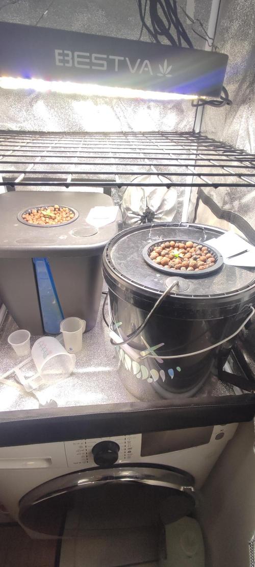 Frosted guava vs Lemon Cherry Gelato. Week 1