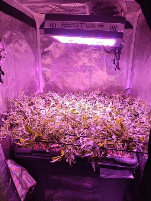 Auto Divine Rapier hydroponics. Week 11