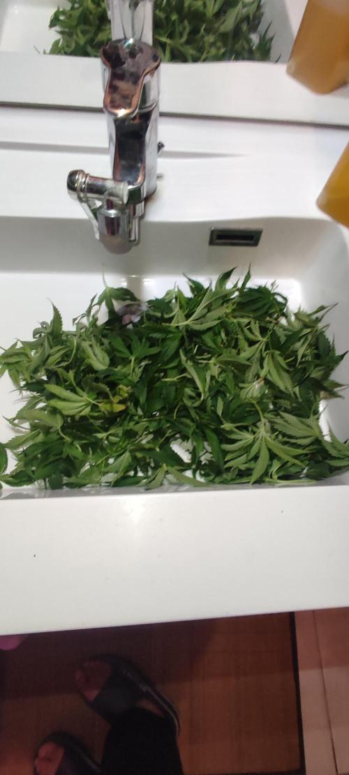 Auto Divine Rapier hydroponics. Week 11