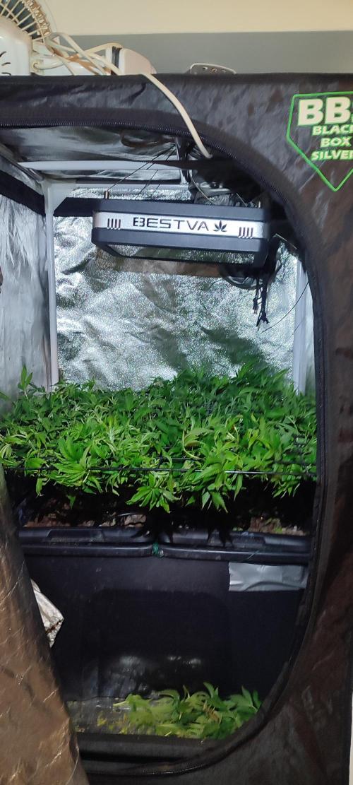 Auto Divine Rapier hydroponics. Week 11