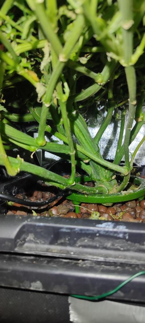 Auto Divine Rapier hydroponics. Week 11