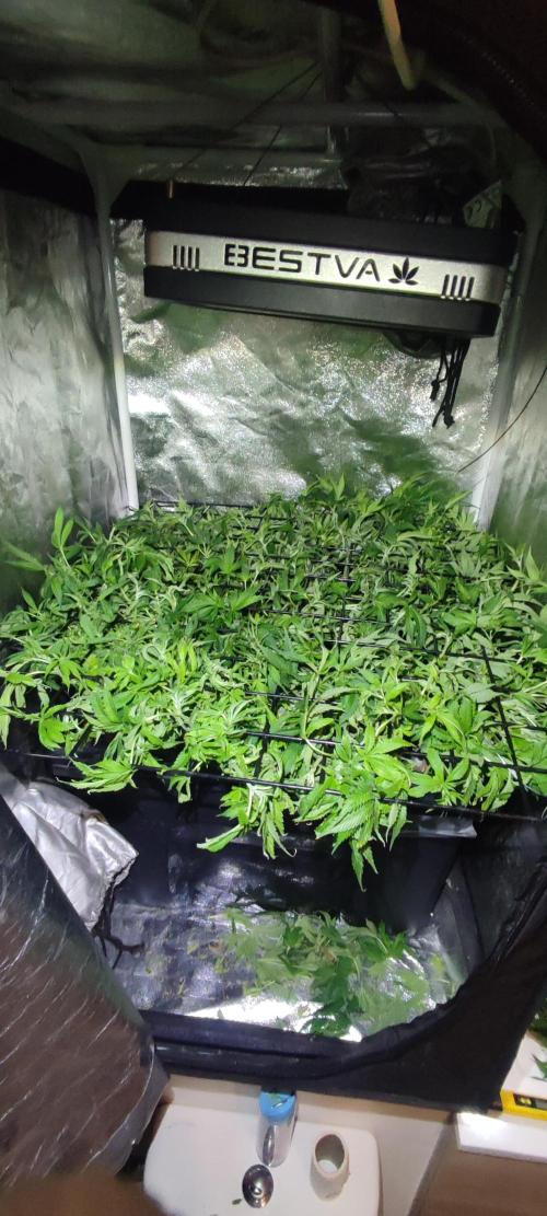 Auto Divine Rapier hydroponics. Week 11