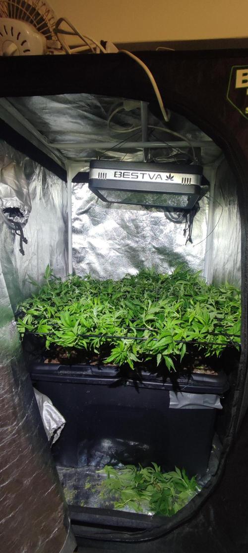 Auto Divine Rapier hydroponics. Week 11