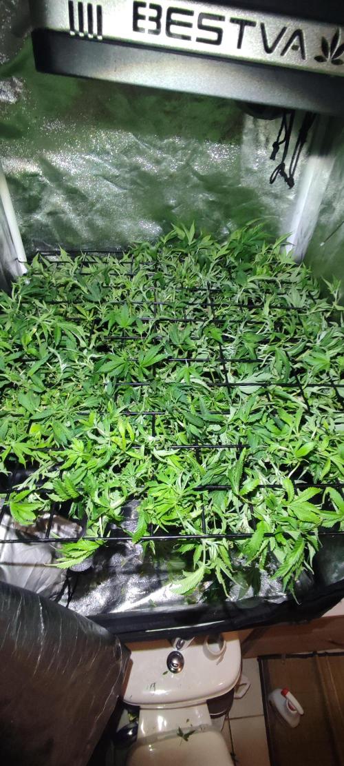 Auto Divine Rapier hydroponics. Week 11