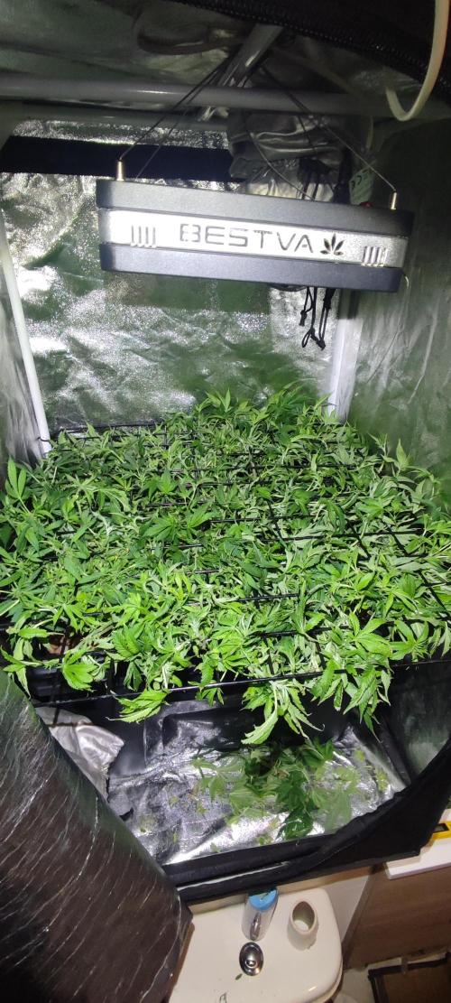 Auto Divine Rapier hydroponics. Week 11