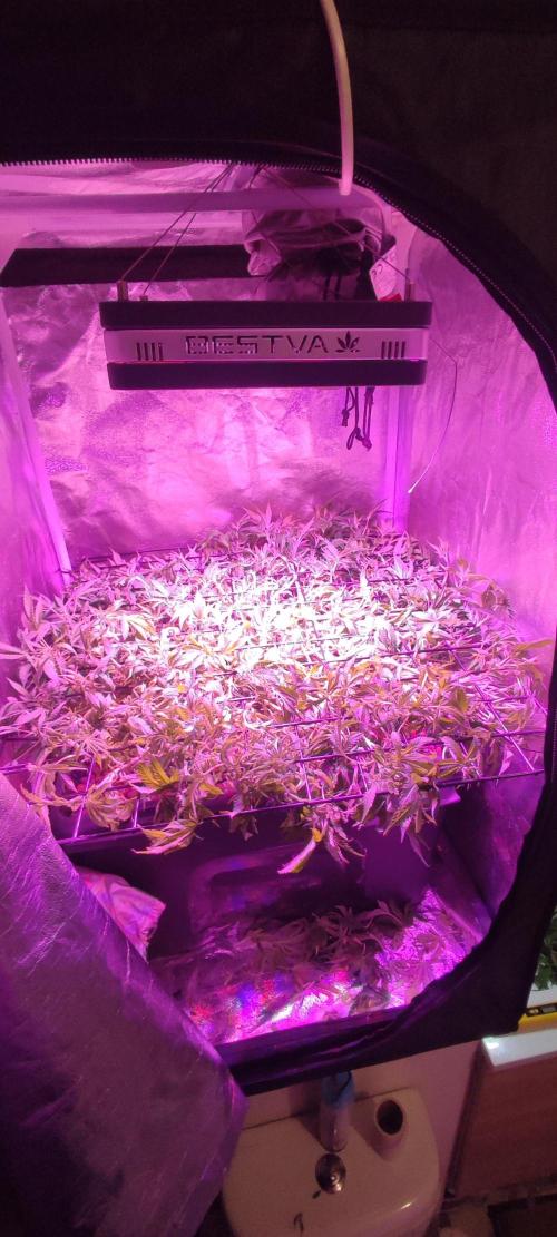 Auto Divine Rapier hydroponics. Week 11