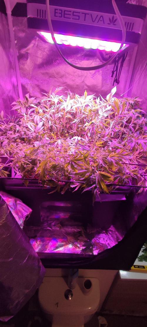 Auto Divine Rapier hydroponics. Week 11