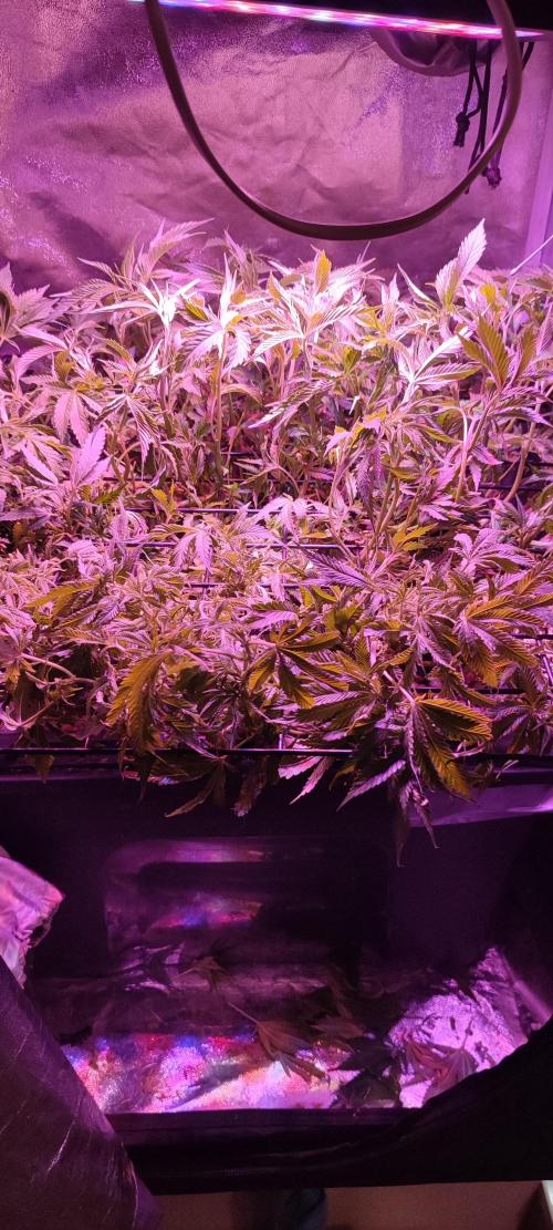 Auto Divine Rapier hydroponics. Week 11