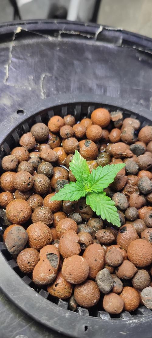 Frosted guava vs Lemon Cherry Gelato. Week 2 - 7 jours 