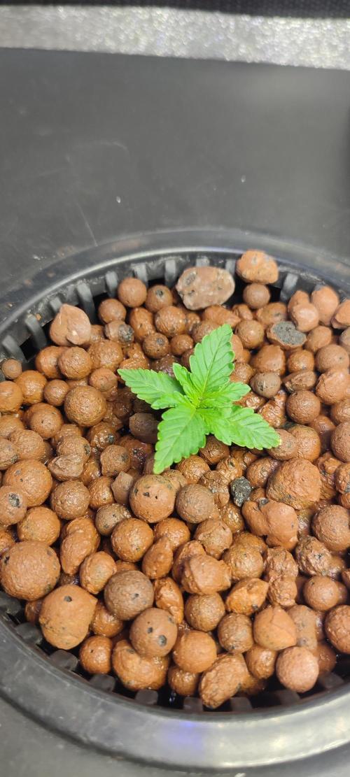 Frosted guava vs Lemon Cherry Gelato. Week 2 - 7 jours 