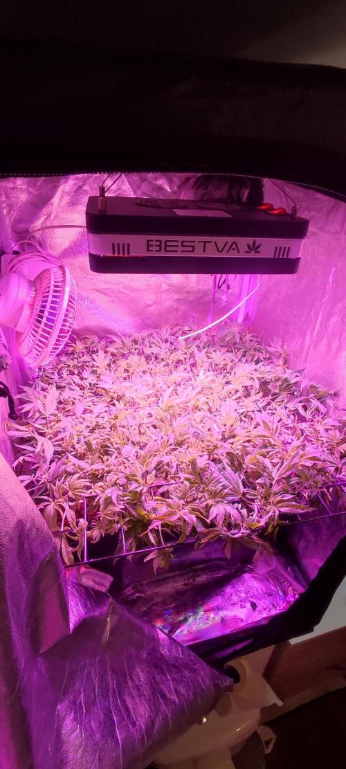 Auto Divine Rapier hydroponics. Week 11