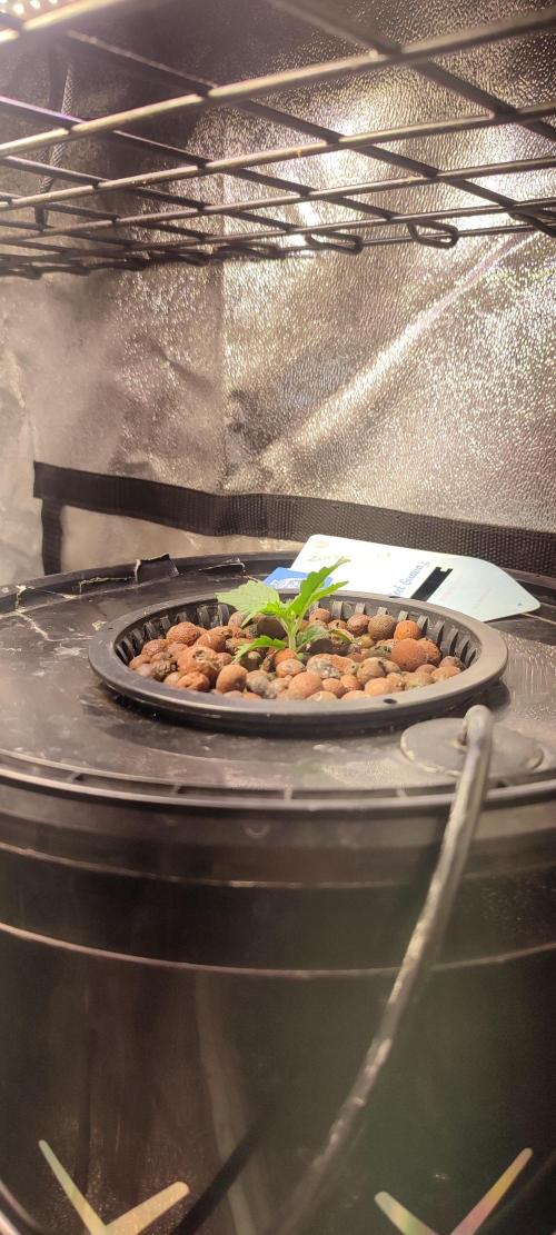 Frosted guava vs Lemon Cherry Gelato. Week 2 - 8 jours