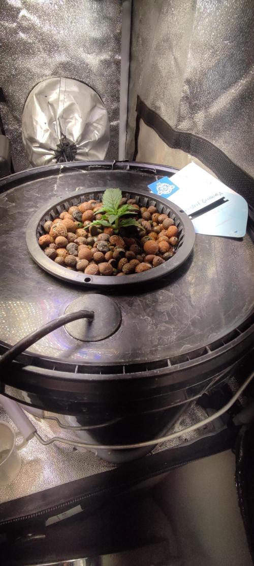 Frosted guava vs Lemon Cherry Gelato. Week 2 - 8 jours