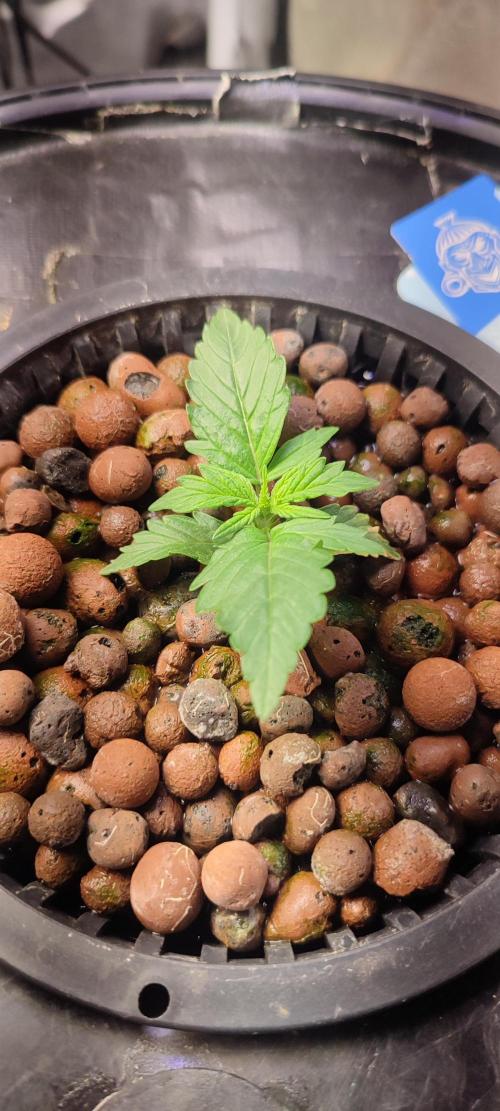 Frosted guava vs Lemon Cherry Gelato. Week 2 - 8 jours