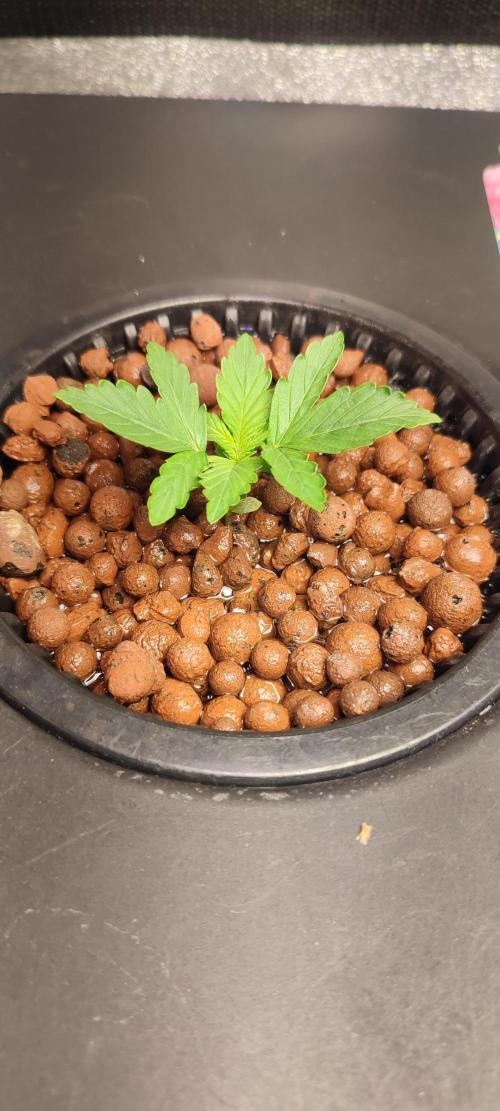 Frosted guava vs Lemon Cherry Gelato. Week 2 - 8 jours