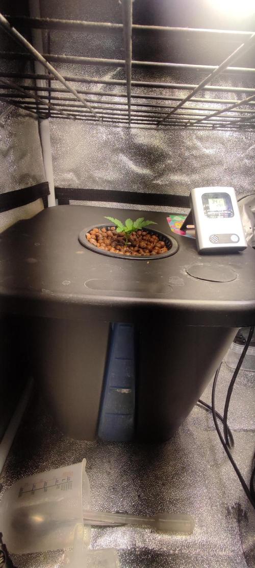 Frosted guava vs Lemon Cherry Gelato. Week 2 - 8 jours