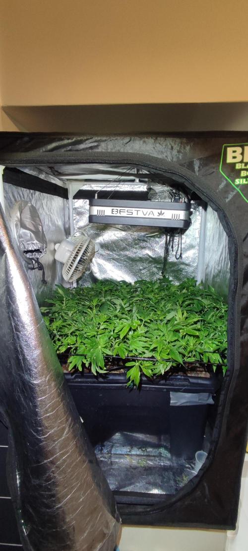 Auto Divine Rapier hydroponics. Week 11