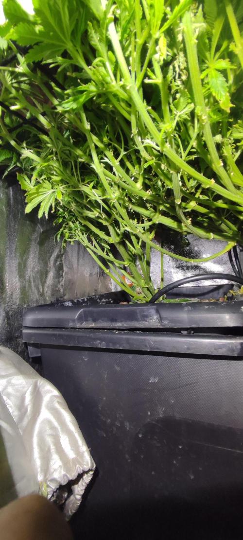 Auto Divine Rapier hydroponics. Week 11