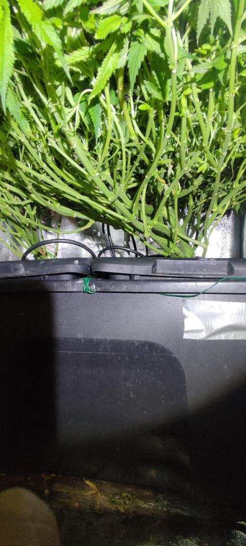 Auto Divine Rapier hydroponics. Week 11