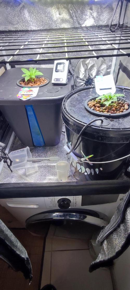 Frosted guava vs Lemon Cherry Gelato. Week 2 - 9 jours