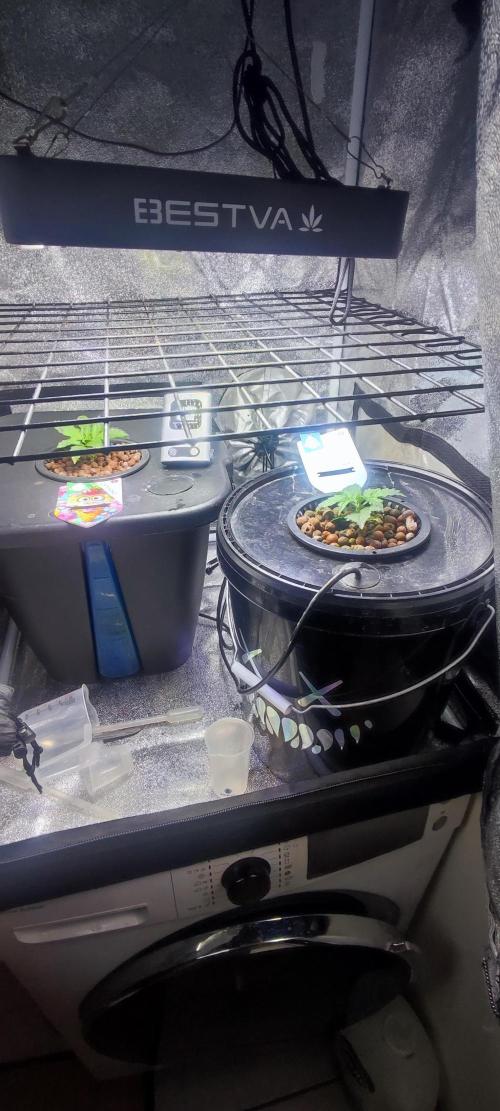 Frosted guava vs Lemon Cherry Gelato. Week 2 - 9 jours