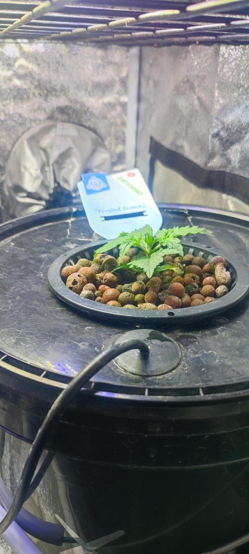 Frosted guava vs Lemon Cherry Gelato. Week 2 - 9 jours