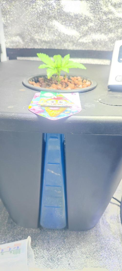 Frosted guava vs Lemon Cherry Gelato. Week 2 - 9 jours