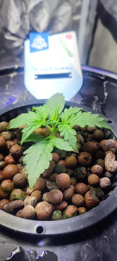 Frosted guava vs Lemon Cherry Gelato. Week 2 - 9 jours