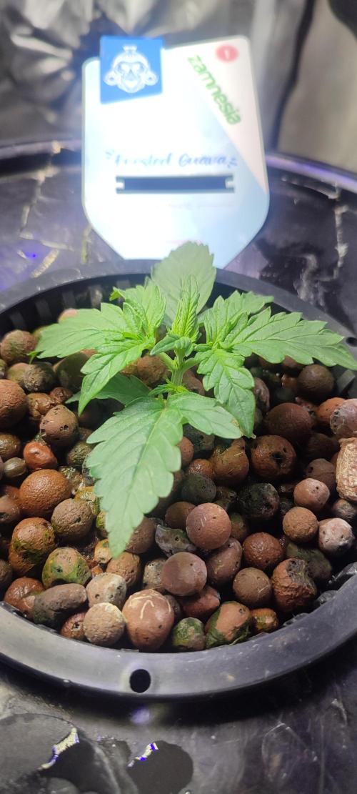 Frosted guava vs Lemon Cherry Gelato. Week 2 - 9 jours