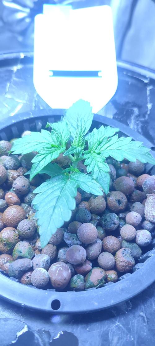 Frosted guava vs Lemon Cherry Gelato. Week 2 - 9 jours