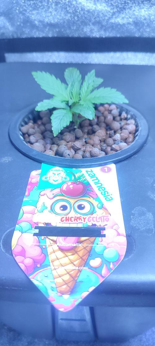 Frosted guava vs Lemon Cherry Gelato. Week 2 - 9 jours